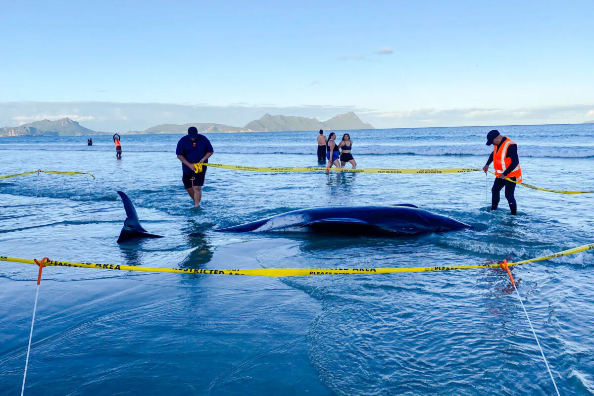 Rescuers rope off an area around a dead pilot whale that was stranded on Ruakākā Beach in northland, New Zealand, on Nov. 24, 2024. (Nikki Hartley/New Zealand Department Of Conservation via AP)