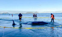 New Zealanders Save More Than 30 Stranded Whales by Lifting Them on Sheets