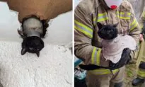 Meet John, the Cat Who Got Stuck in a Pipe and Was Rescued by Firefighters