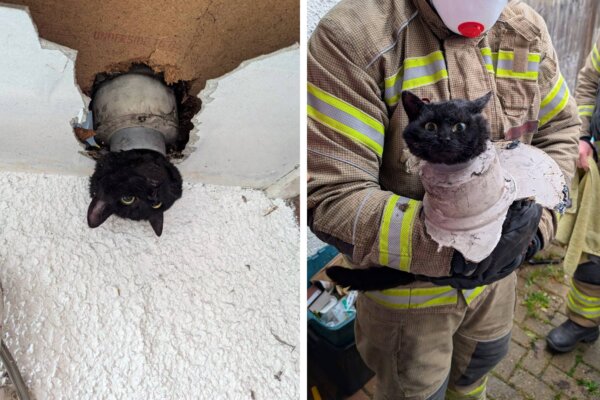 Meet John, the Cat Who Got Stuck in a Pipe and Was Rescued by Firefighters