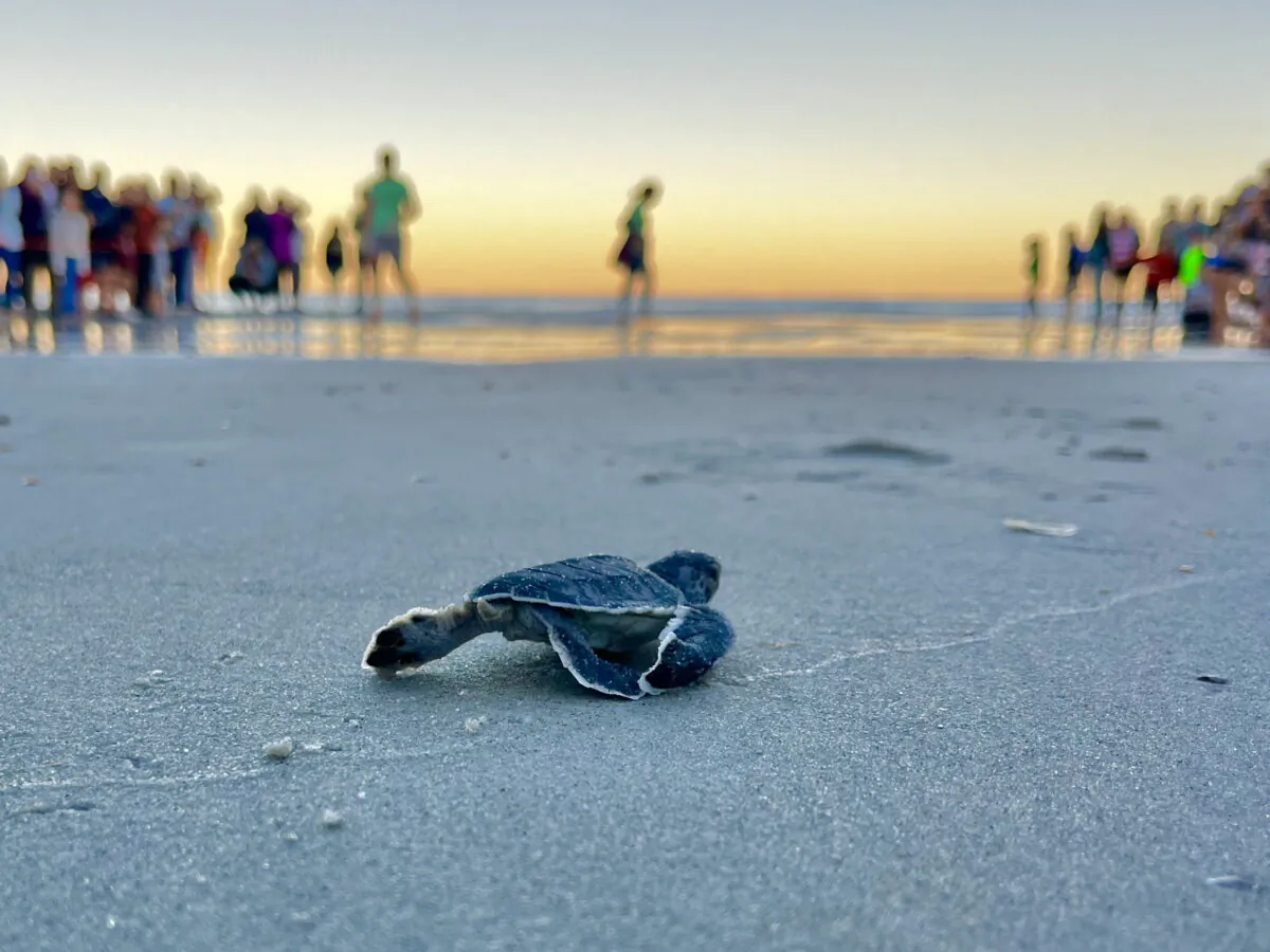 A green sea turtle hatchling crawls to the ocean after being unearthed by researchers during a scientific evaluation of its nest on Ponte Vedra Beach, Fla., on Nov. 21. (Courtesy of Shea Lox)