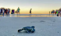 Florida Researchers Celebrate Survival of Baby Sea Turtles on Hurricane-Battered Beaches