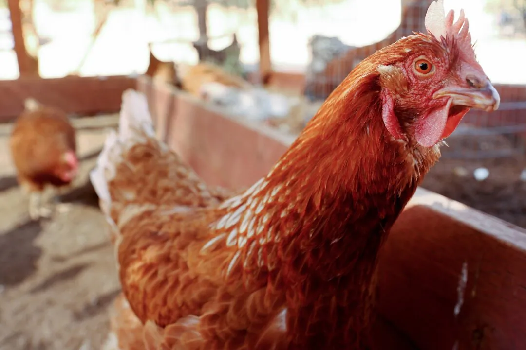 Rescued chickens gather in an aviary at Farm Sanctuary’s Southern California Sanctuary in Acton, Calif., on Oct. 5, 2022. (Mario Tama/Getty Images)