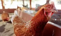 State Health Officials Say New Bird Flu Cases Detected in Arizona’s Maricopa County