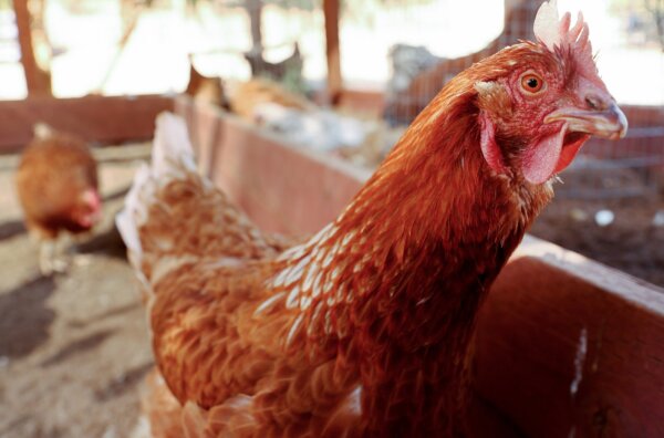 State Health Officials Say New Bird Flu Cases Detected in Arizona's Maricopa County