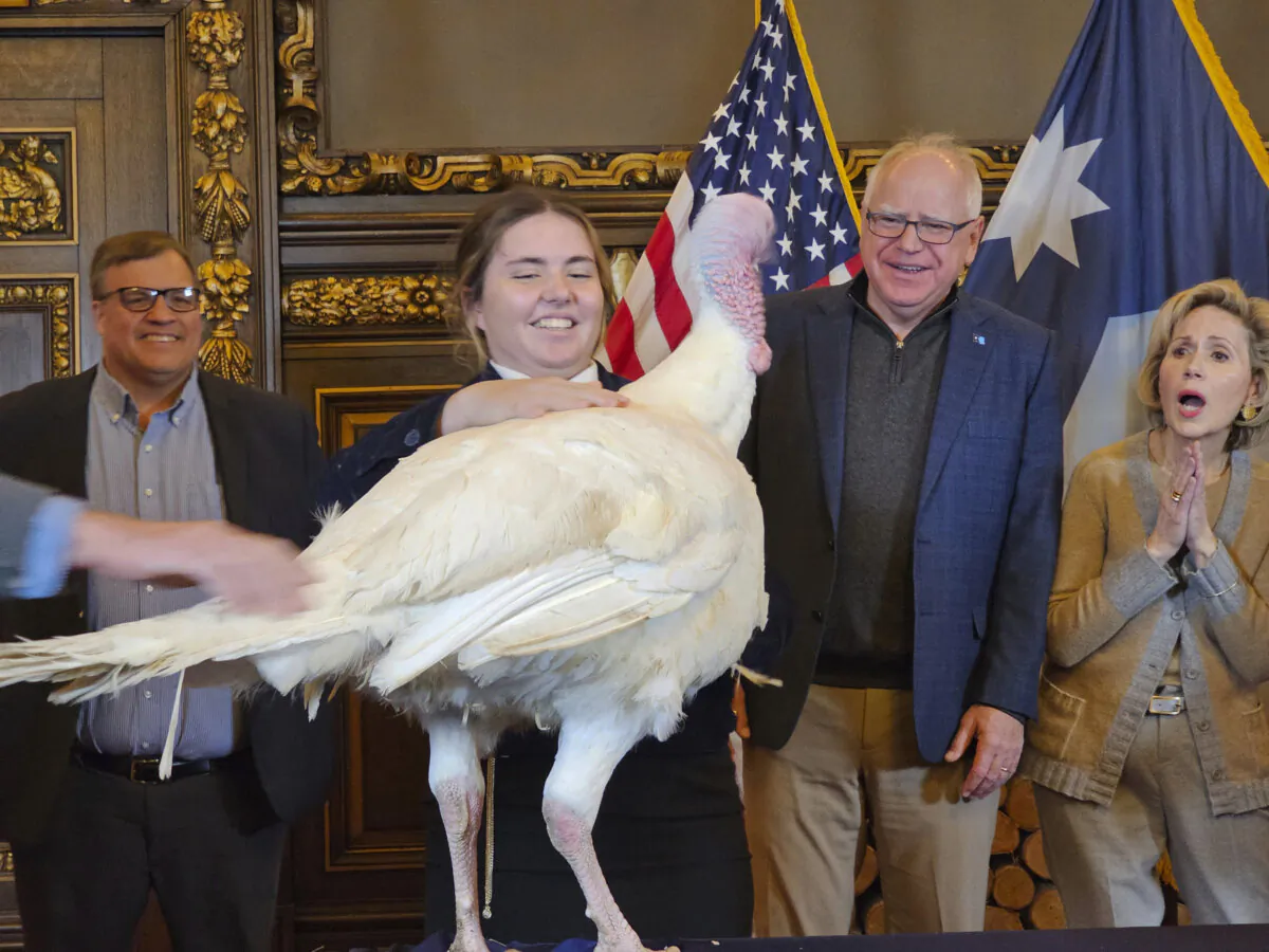 Gov. Tim Walz (2nd R) accepts the symbolic presentation of a turkey from Paisley VonBerge, a Future Farmers of America leader from Hutchinson, at the Minnesota State Capitol on Nov. 26, 2024, as state Agriculture Commissioner Thom Petersen and First Lady Gwen Walz look on. (Steve Karnowski/AP Photo)