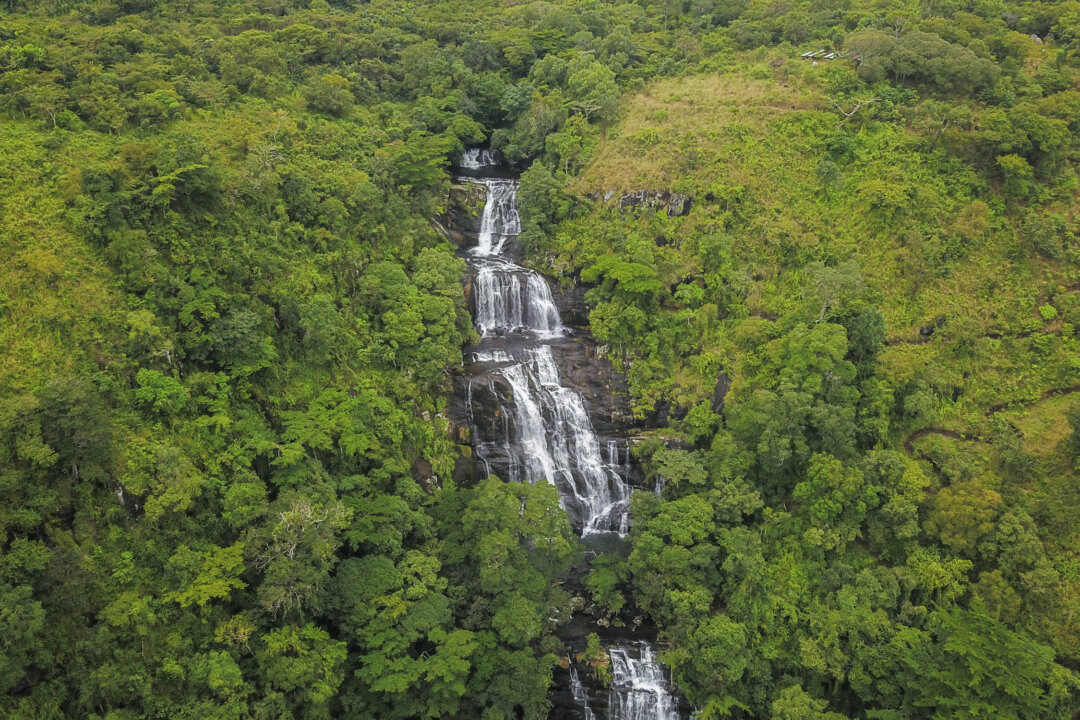 Illegal Timber Trade With China Is Fueling Terrorism in Mozambique