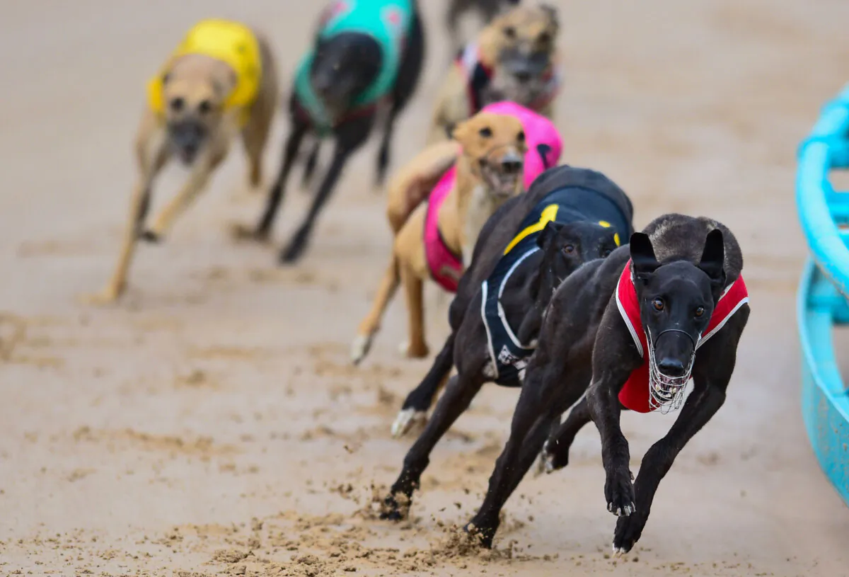 General view of race meeting at The Meadows Greyhound track in Melbourne, Australia on Feb. 18, 2015. (Vince Caligiuri/Getty Images)