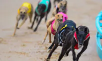 Tasmania to Phase Out Greyhound Racing by 2029