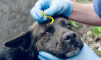 Wash Hands After Removing Tick From Pet