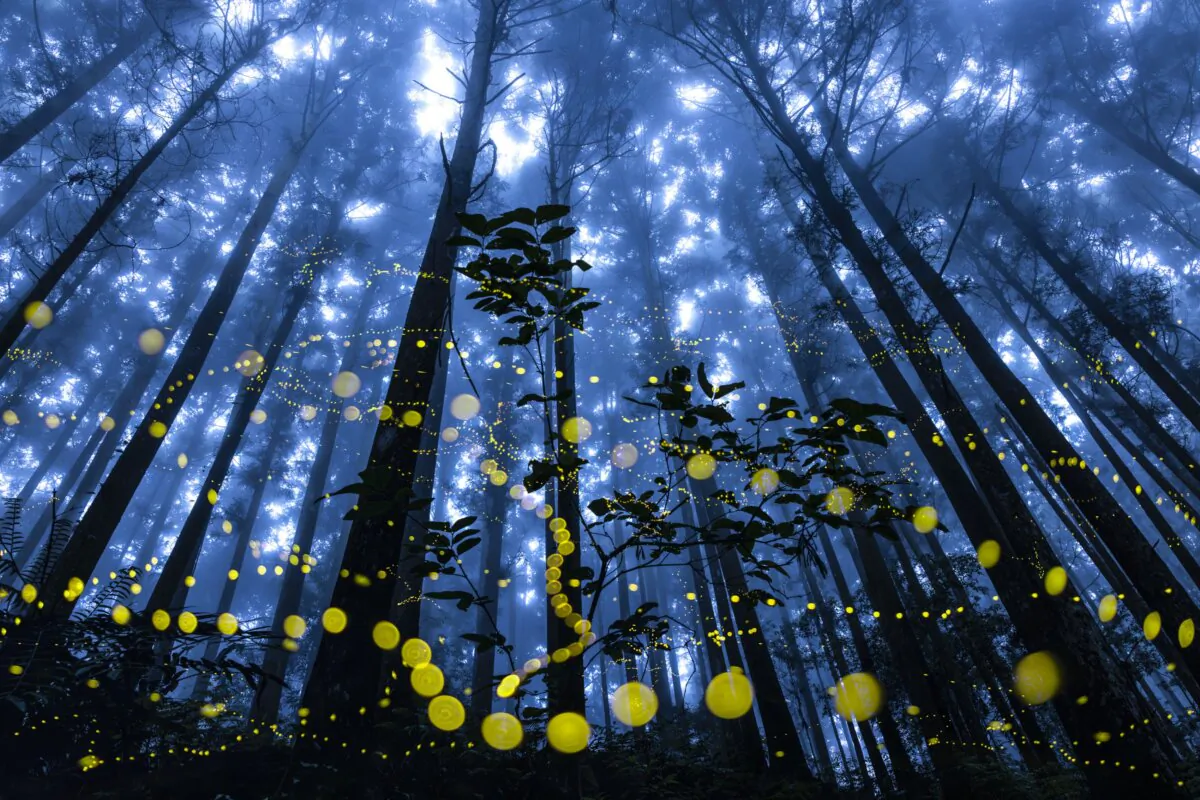 "Fireflies Flying in the Misty", by Shirley Wung, won the special award in the Forest category. (Courtesy of The 11th International Landscape Photographer of the Year)