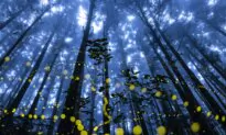PHOTOS: Persistence and Dedication Shine Through in the 2024 International Landscape Photography of the Year Awards