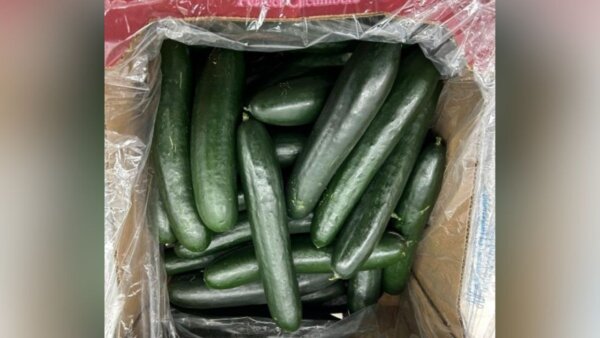 FDA Issues Recall Alert for SunFed Cucumbers Due to Salmonella Risk