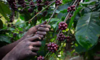 Coffee Hits Highest Price in Nearly 50 Years