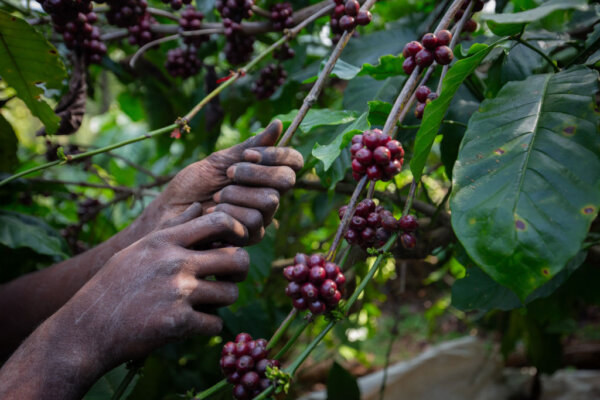 Coffee Hits Highest Price in Nearly 50 Years