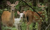 ‘Miraculous’ White Deer Spotted in North Carolina Zoo Grounds