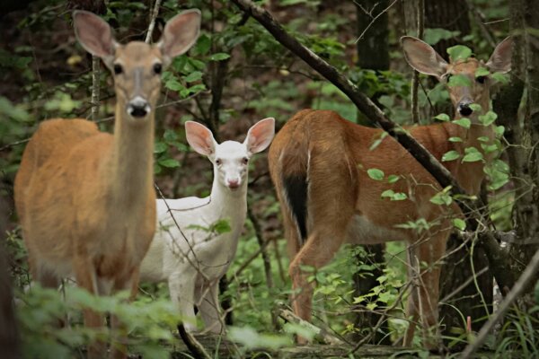 'Miraculous' White Deer Spotted in North Carolina Zoo Grounds