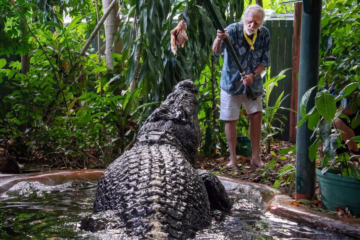 George Craig feeds the world's largest captive crocodile Cassius at the Marineland Melanesia on Green Island, Great Barrier Reef, Cairns, Australia, on March 18, 2023. (Brian Cassey/AAP Image via Reuters)