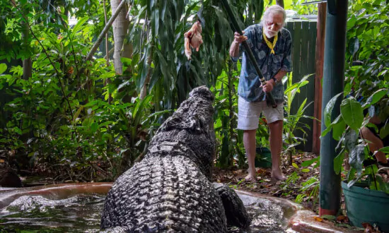 World’s Largest Captive Crocodile Cassius Dies in Australia