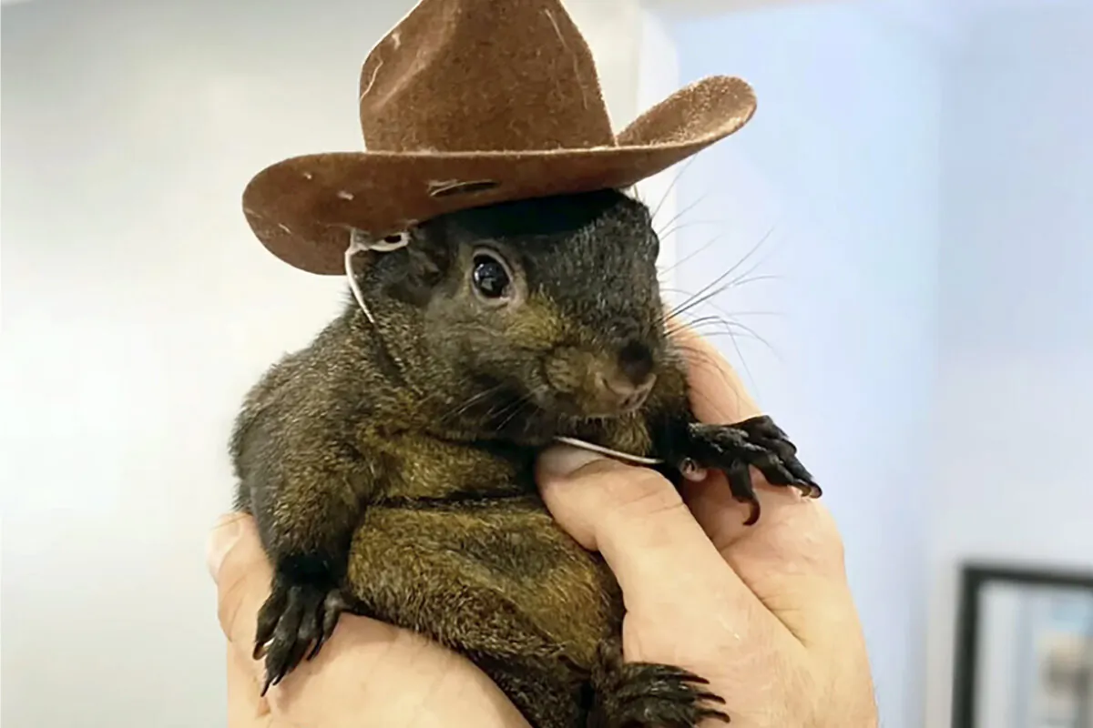Mark Longo's pet squirrel Peanut in a file photo. (Courtesy of Mark Longo via AP)