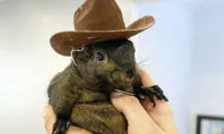 Orphaned Squirrel Euthanized After Being Seized From Home