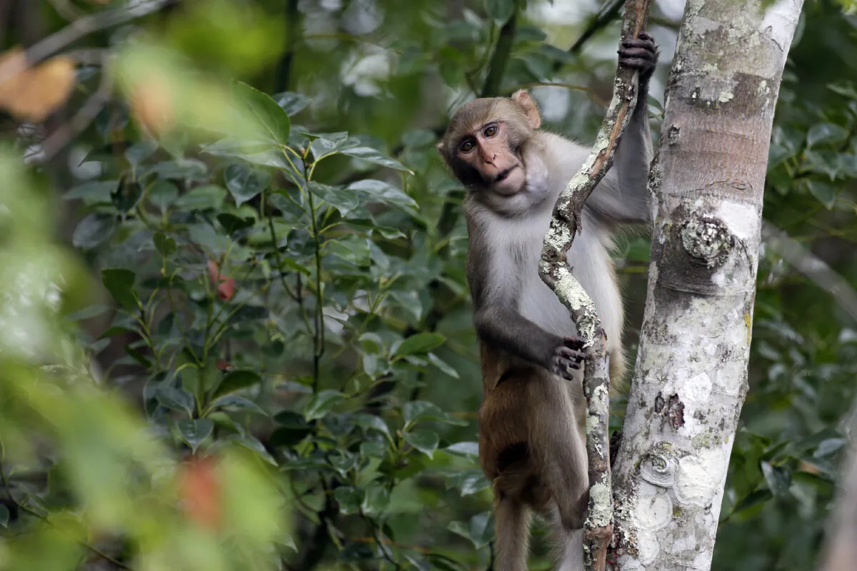 A rhesus macaques monkey observes kayakers as they navigate along the Silver River in Silver Springs, Fla., on Nov. 10, 2017. (John Raoux/AP Photo)