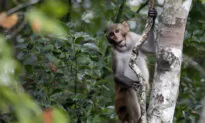1 Monkey Recovered Safely, 42 Others Remain on the Run From South Carolina Lab