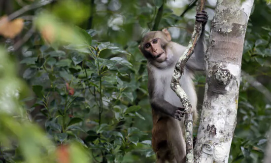 1 Monkey Recovered Safely, 42 Others Remain on the Run From South Carolina Lab