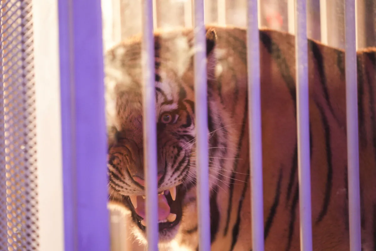 A live tiger is rolled into Tiger Stadium before an NCAA college football game between LSU and Alabama in Baton Rouge, La., on Nov. 9, 2024. (Gerald Herbert/AP Photo)