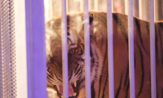 Caged Tiger Wheeled Into LSU’s Tiger Stadium for First Time Since 2015