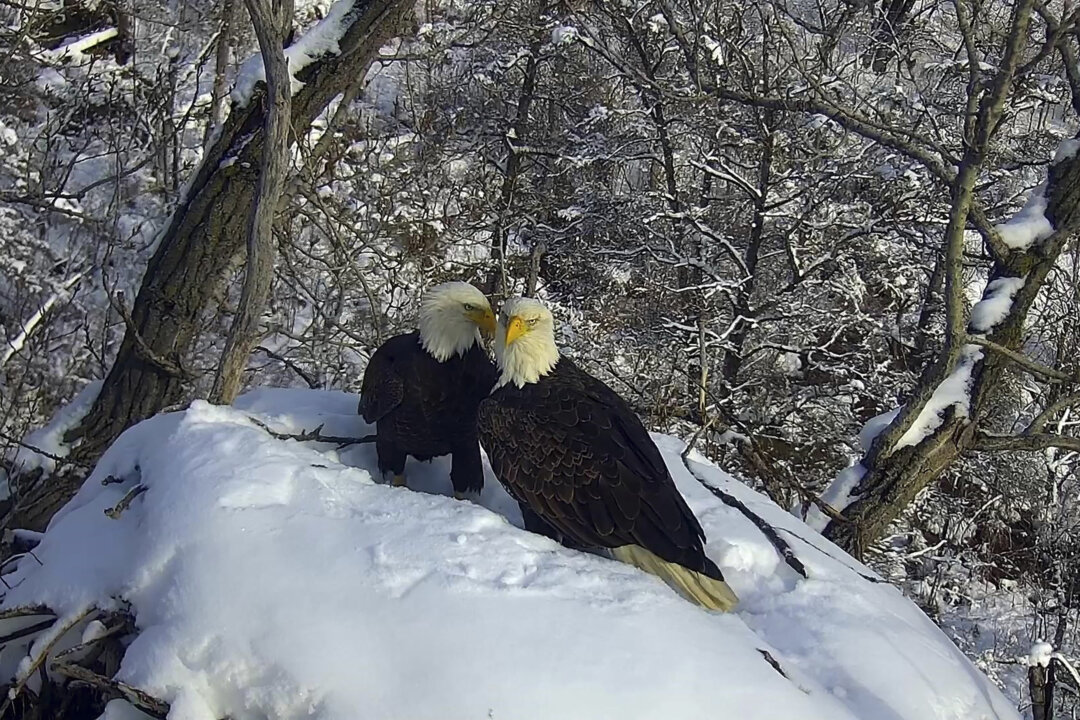 New Eagle Camera Going Live in Minnesota to the Delight of Global Viewers