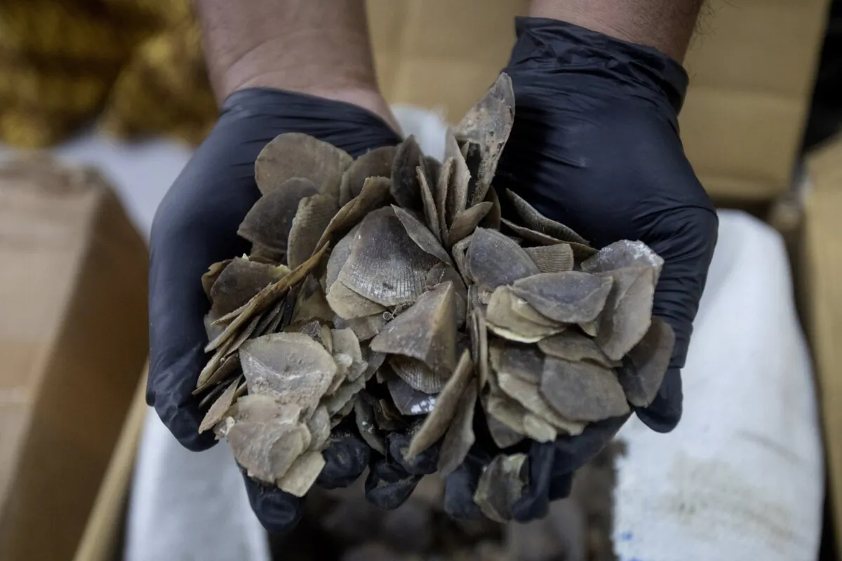 An Environment Ministry official shows pangolin scales confiscated from suspected smugglers during a press conference in Medan, North Sumatra, Indonesia, Tuesday, Nov. 26, 2024. (Binsar Bakkara/AP Photo)