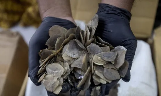 Indonesia Seizes More Than a Ton of Endangered Pangolin Scales Said to Be Meant for Chinese Clients