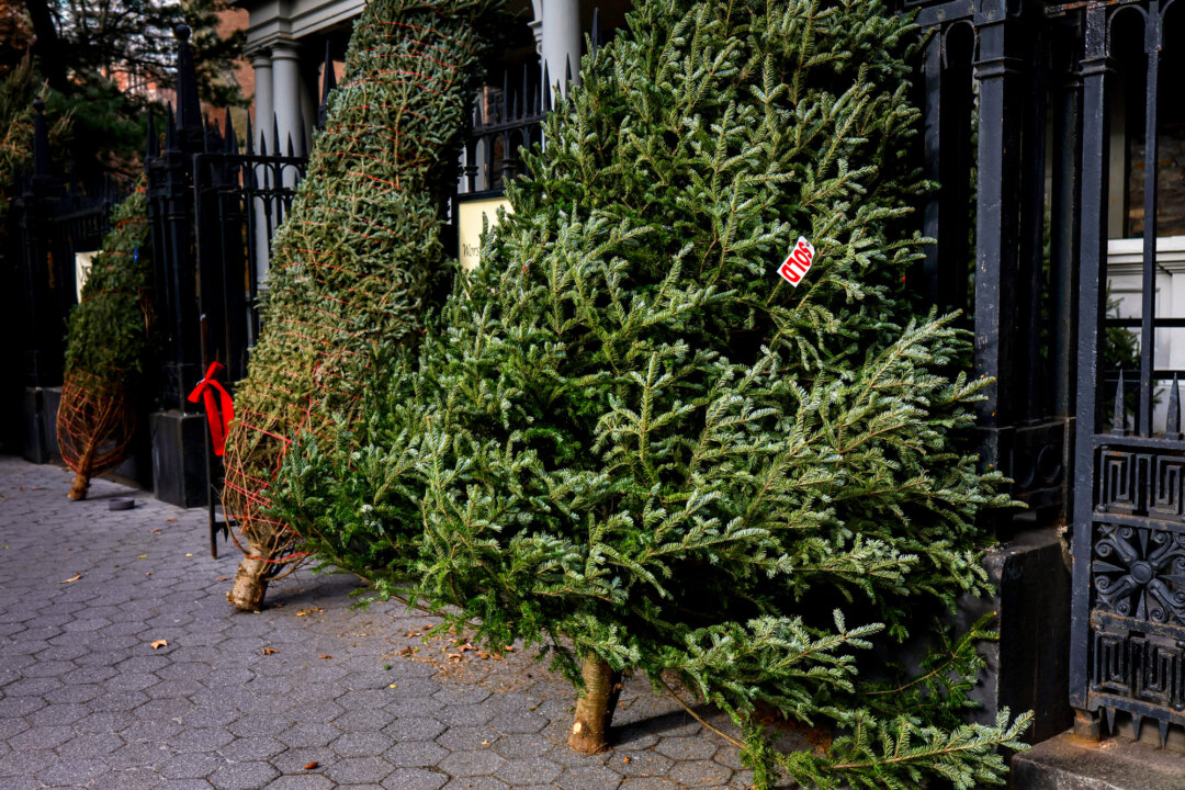 The Hunt for the Best Christmas Tree Ever