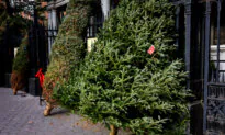 The Hunt for the Best Christmas Tree Ever