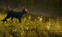 ‘Flow’: A Wonderful Animated Family Adventure