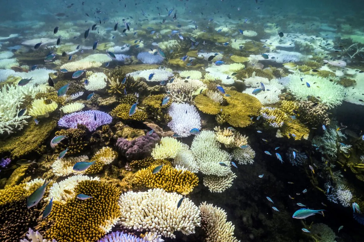 This underwater photo taken on April 5, 2024, shows fish swimming near bleached and dead coral around Lizard Island on the Great Barrier Reef, located 270 kilometres (167 miles) north of the city of Cairns in Australia. (David Gray/AFP via Getty Images)