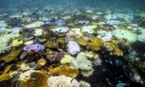 ‘Underwater Bushfire’ Devastating Reefs yet to Let Up