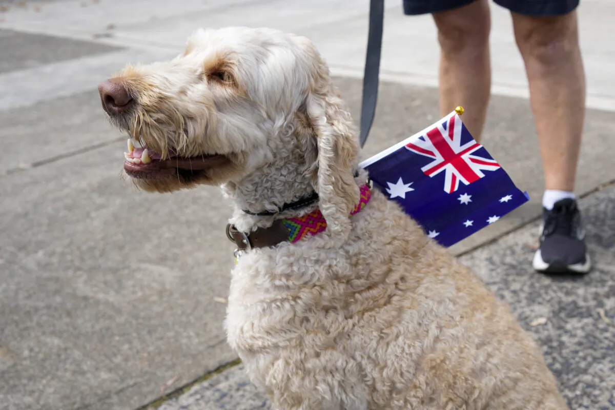 A dog wears an Australian flag, as they wait to see King Charles III outside Admiralty House in Sydney, Australia on Oct. 20, 2024. (Mark Baker - Pool/Getty Images)