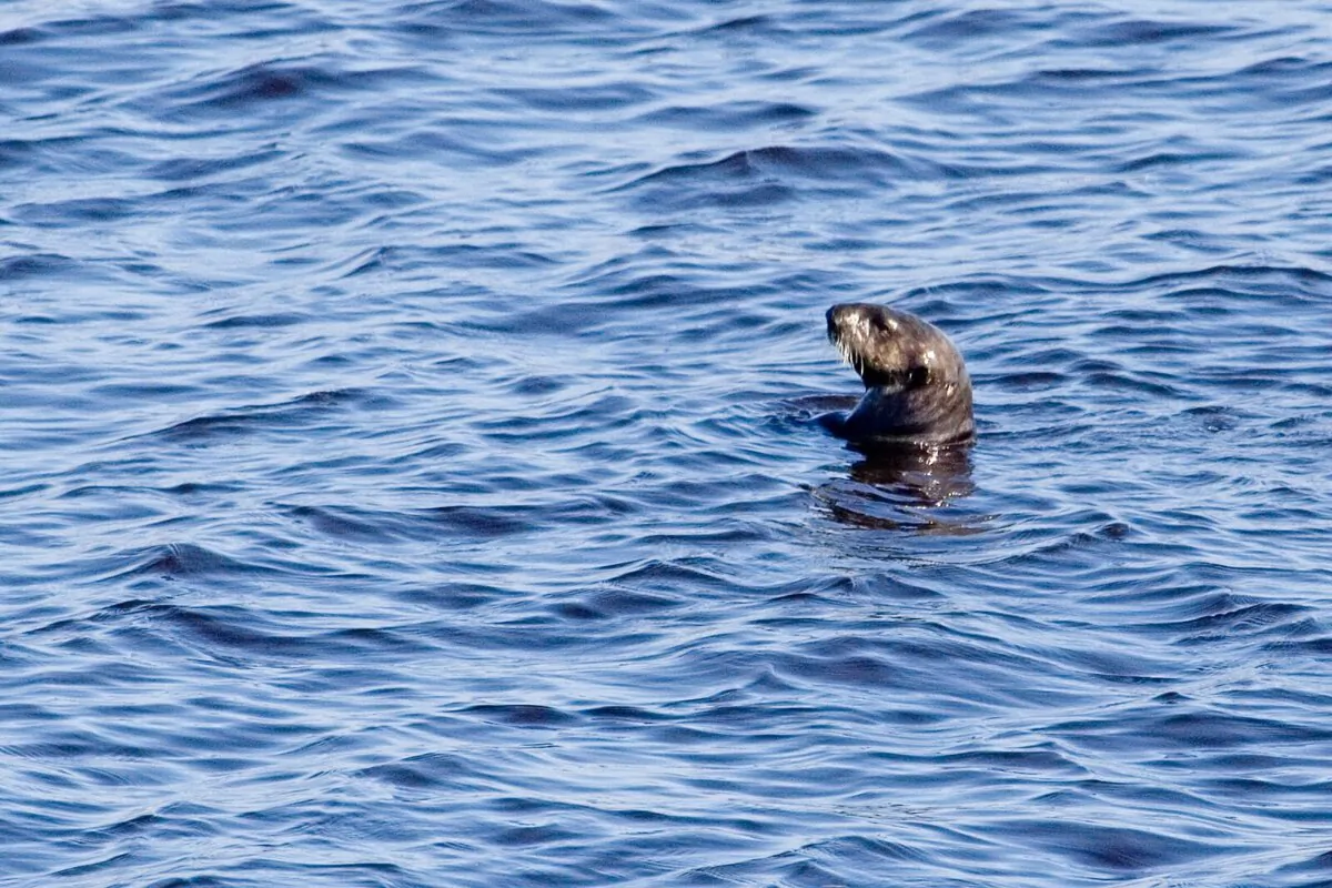A sea otter floats in Monterey Bay, Ca. in 2007. (Fae/CC BY-SA 2.0)