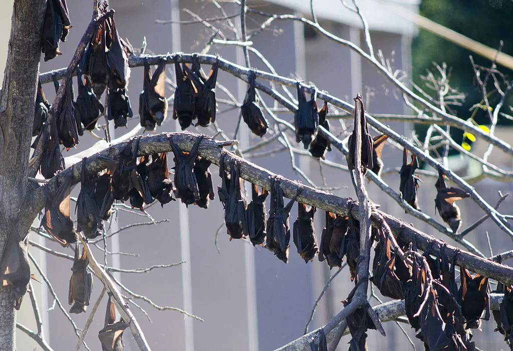 This photo taken on July 20, 2011 shows fruit bats as they hang from a tree in Gayndah, South Eastern Queensland. Horses in Queensland and New South Wales were previously infected with the 'Hendra' virus carried by bats. (John Wilson/AFP via Getty Images)