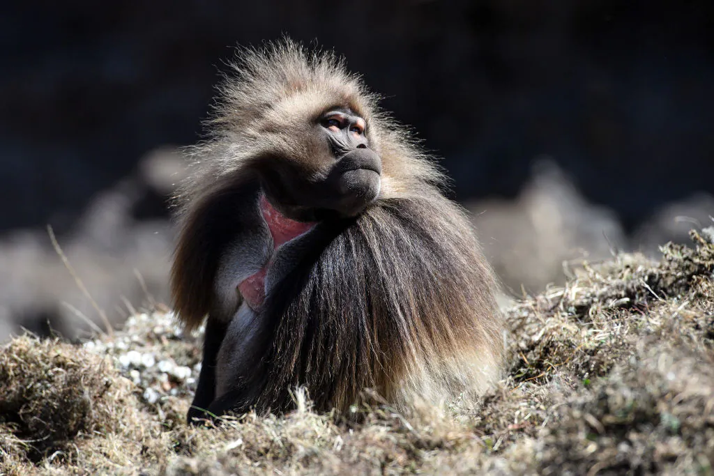 A male Gelada monkey sits on a hillside near Kombolcha, Ethiopia, on Jan. 25, 2017. (Carl Court/Getty Images)