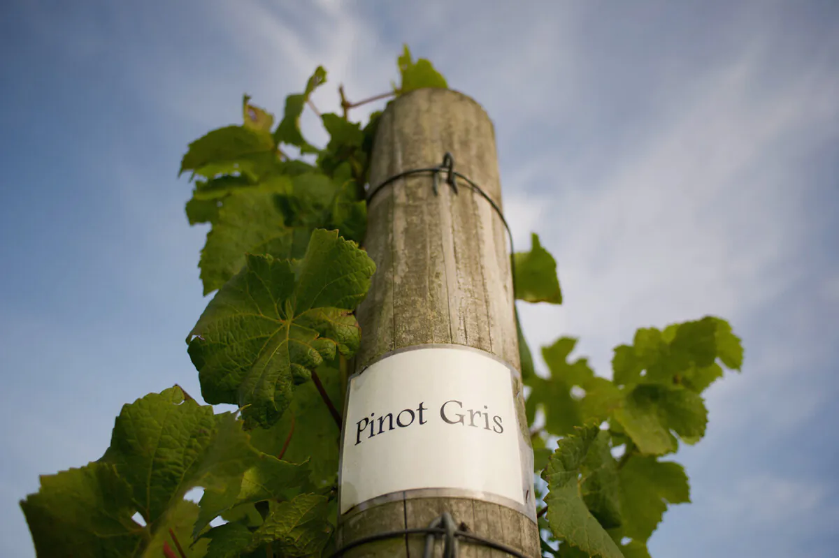Pinot Gris vines at Ryedale Vineyards before work begins at the start of the first grape harvest this year on Sept. 28, 2013, in Malton, England. (Ian Forsyth/Getty Images/TNS)