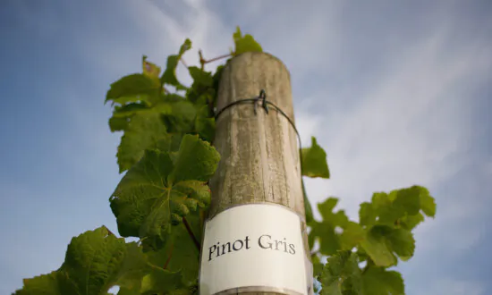 Don’t Shun Pinot Grigio! The Good Versions of Wines You Think Are Bad