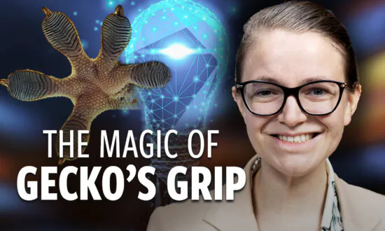 How Gecko Feet Inspired a PhD Student to Transform Manufacturing