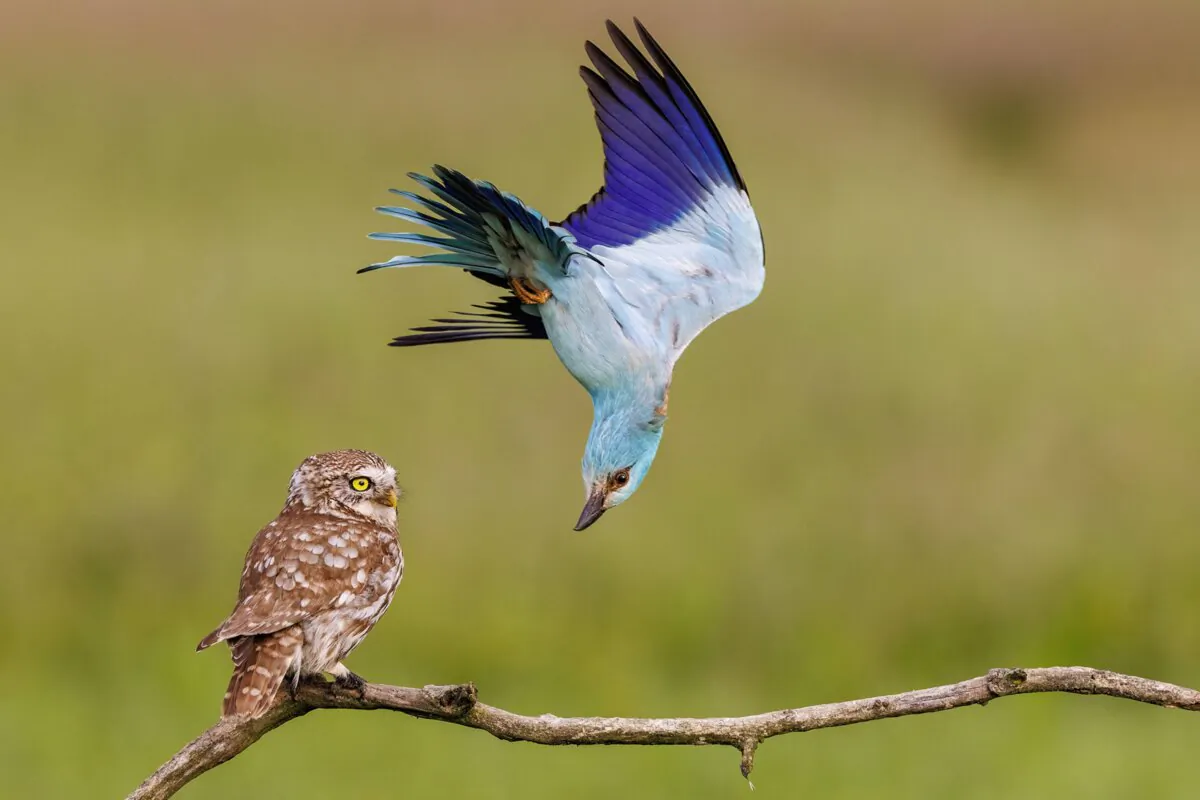 "Annoying Neighbor"(Bence Máté/Wildlife Photographer of the Year)