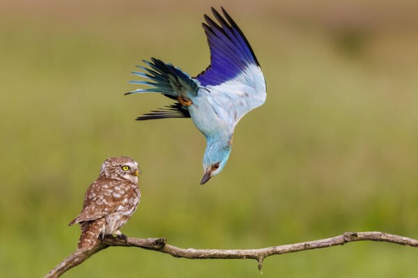 PHOTOS: Cast Your Vote for the Wildlife Photographer of the Year People's Choice Award