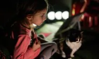 Prepare Your Pets for Natural Disasters
