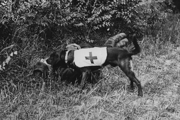 Mercy Dogs on the Battlefield