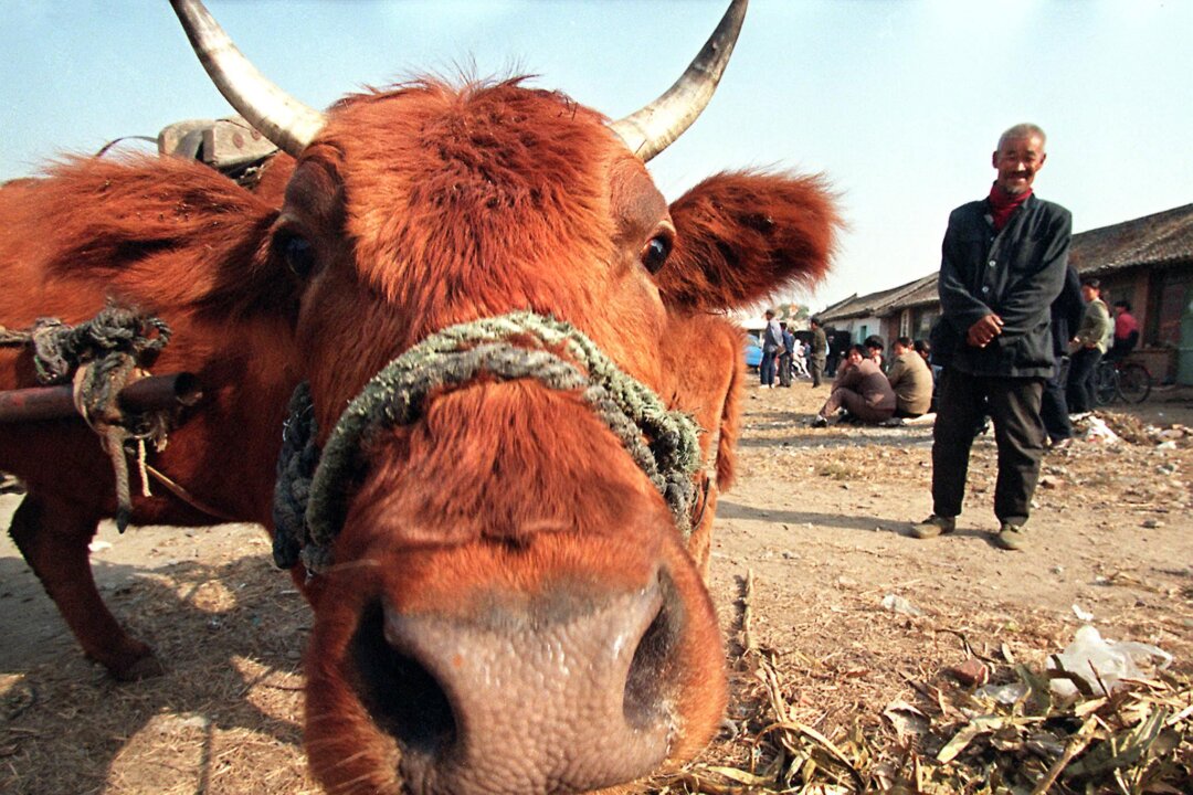 Chinese Half-Marathon Offers Cow, Fish, and Poultry Prizes to Attract Runners